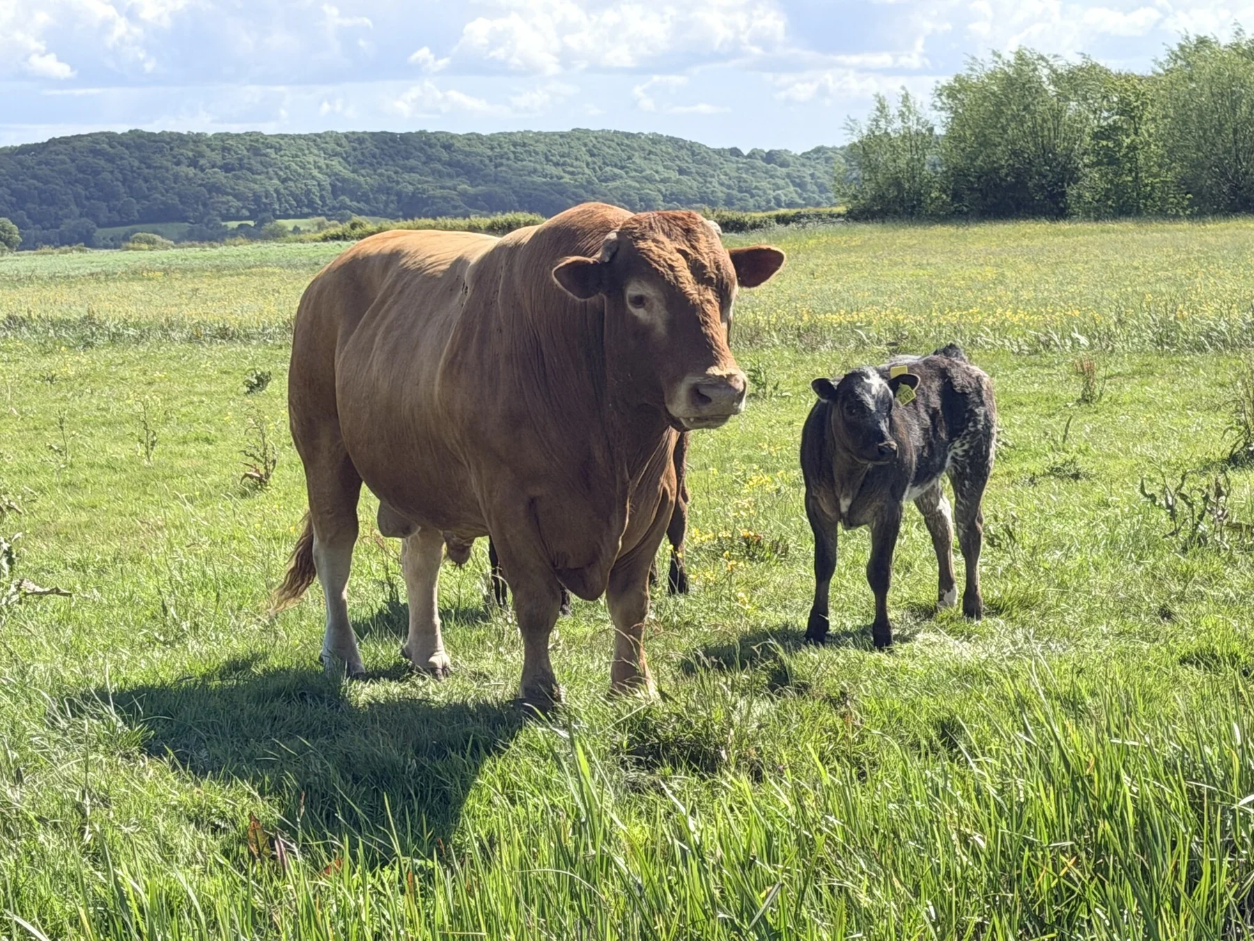 Moorwild beef cattle
